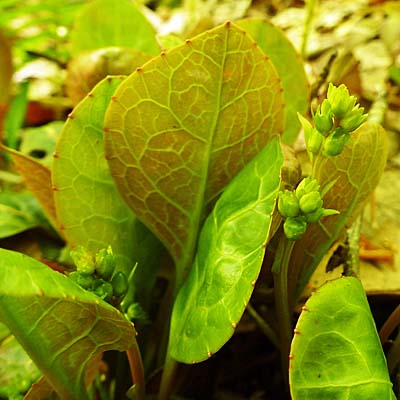 Pyrola americana - Pyrola rotundifolia  - Roundleaf Pyrola, leaves, underside, teeth on margin 